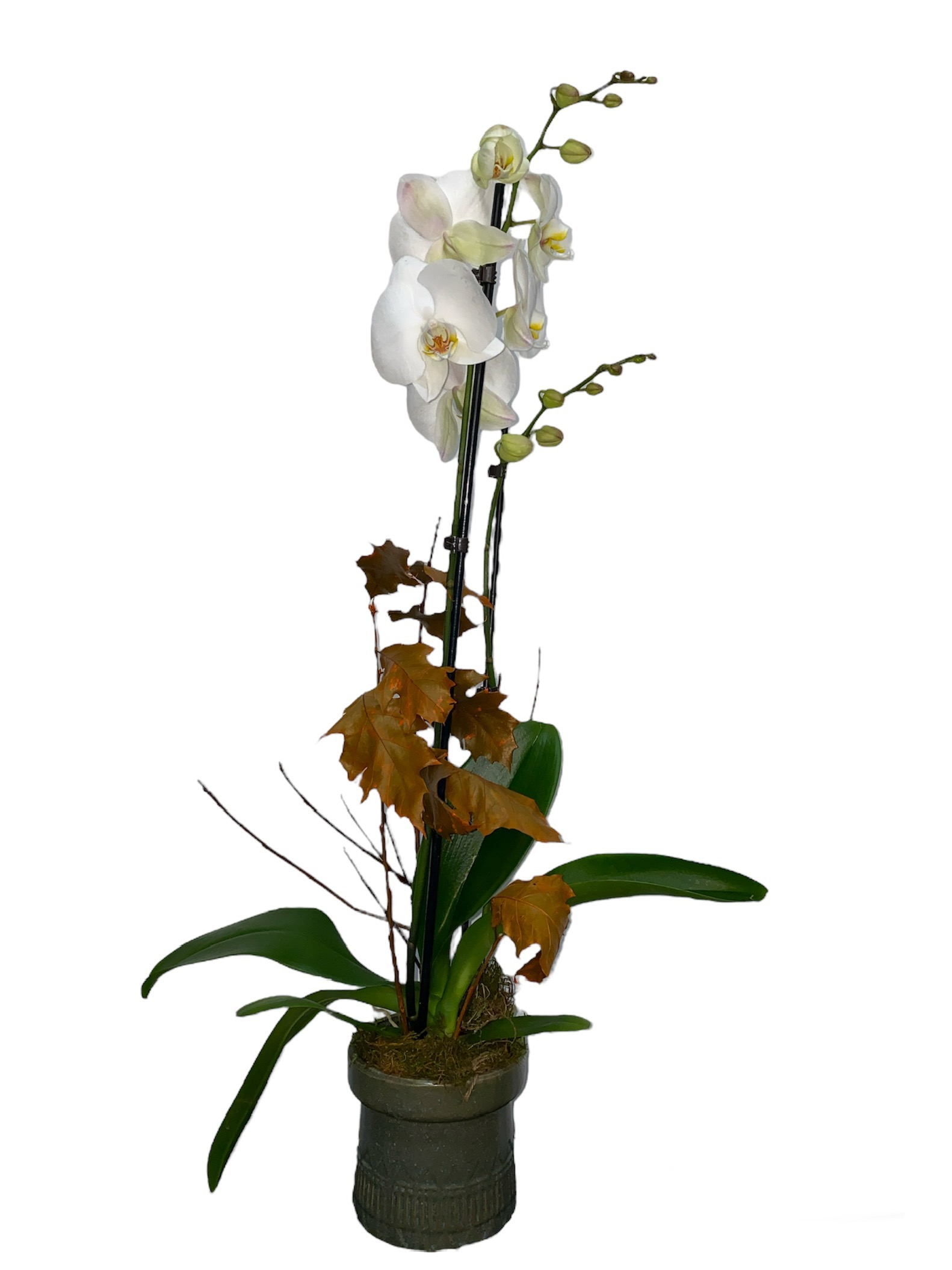 Large Phalenopsis
