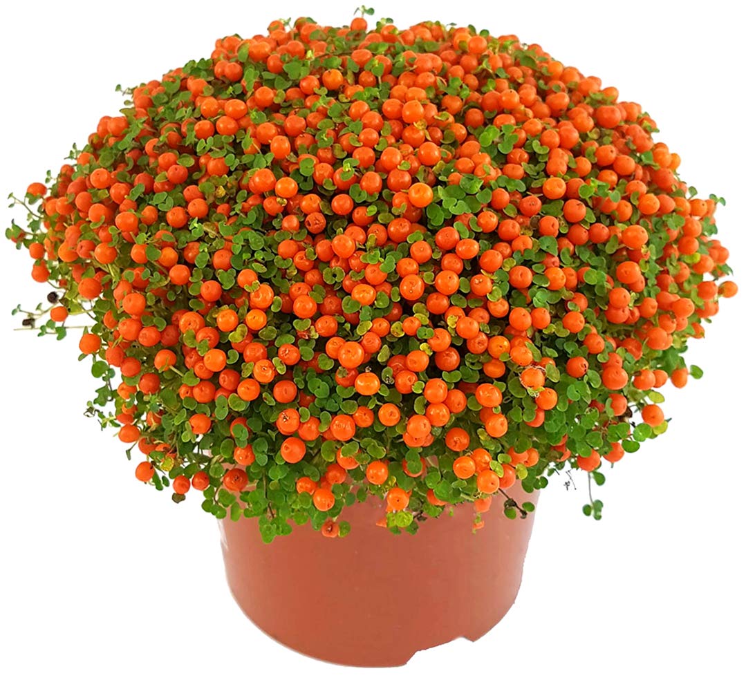 Nertera Plant