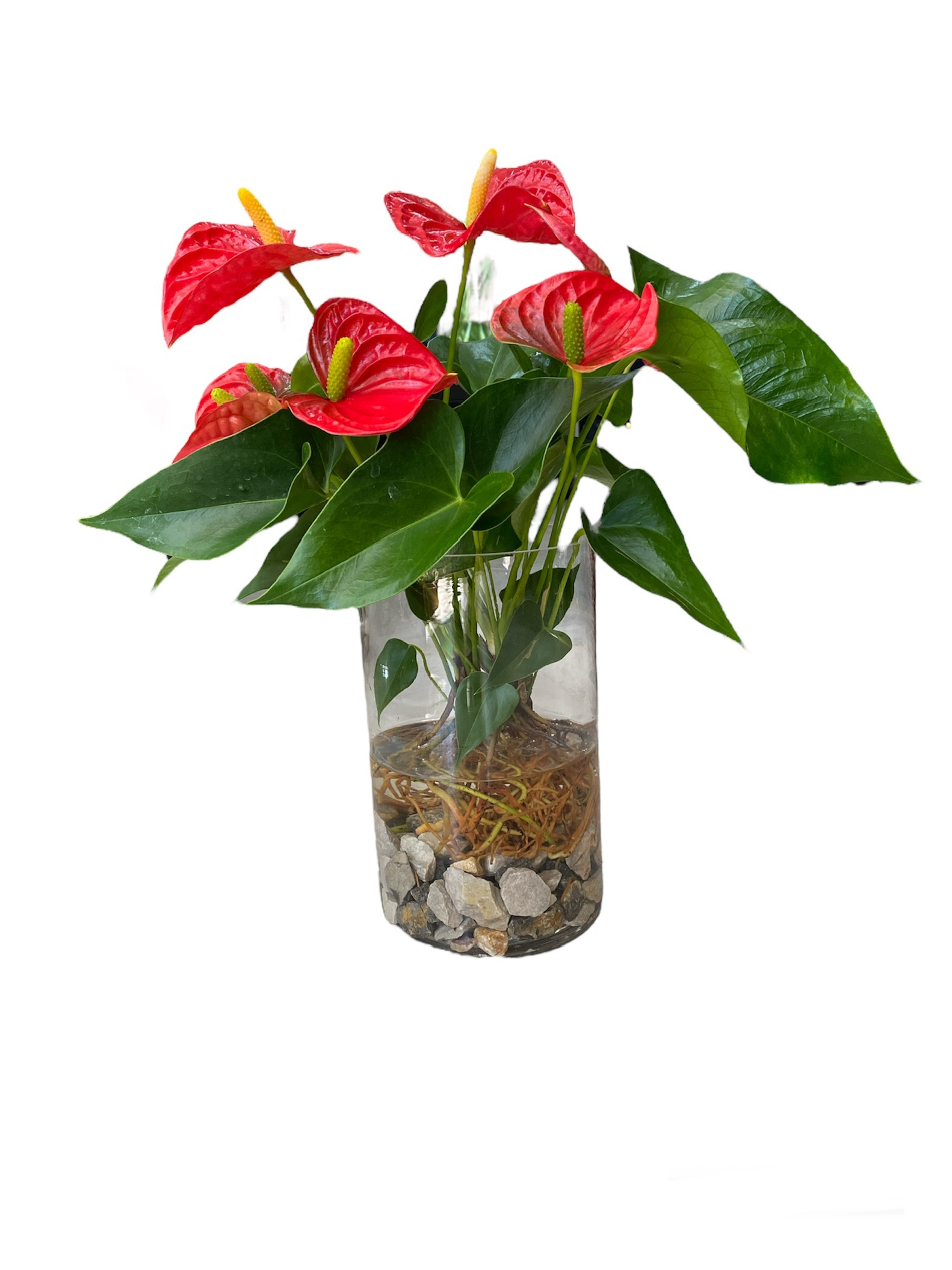 Ανθούριο Υδρόβιο