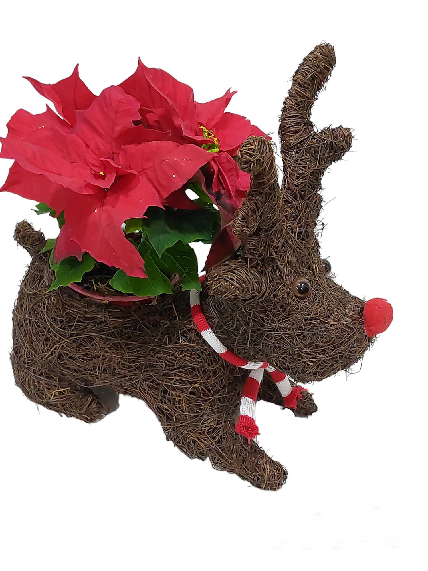 Reindeer με αλεξανδρινό