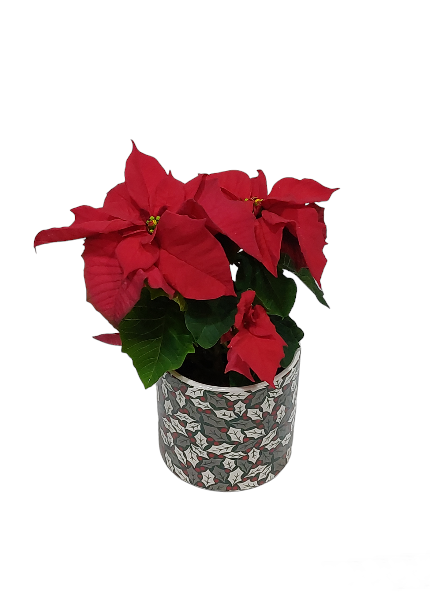 Αλεξανδρινό σε χριστουγεννιάτικο κασπώ