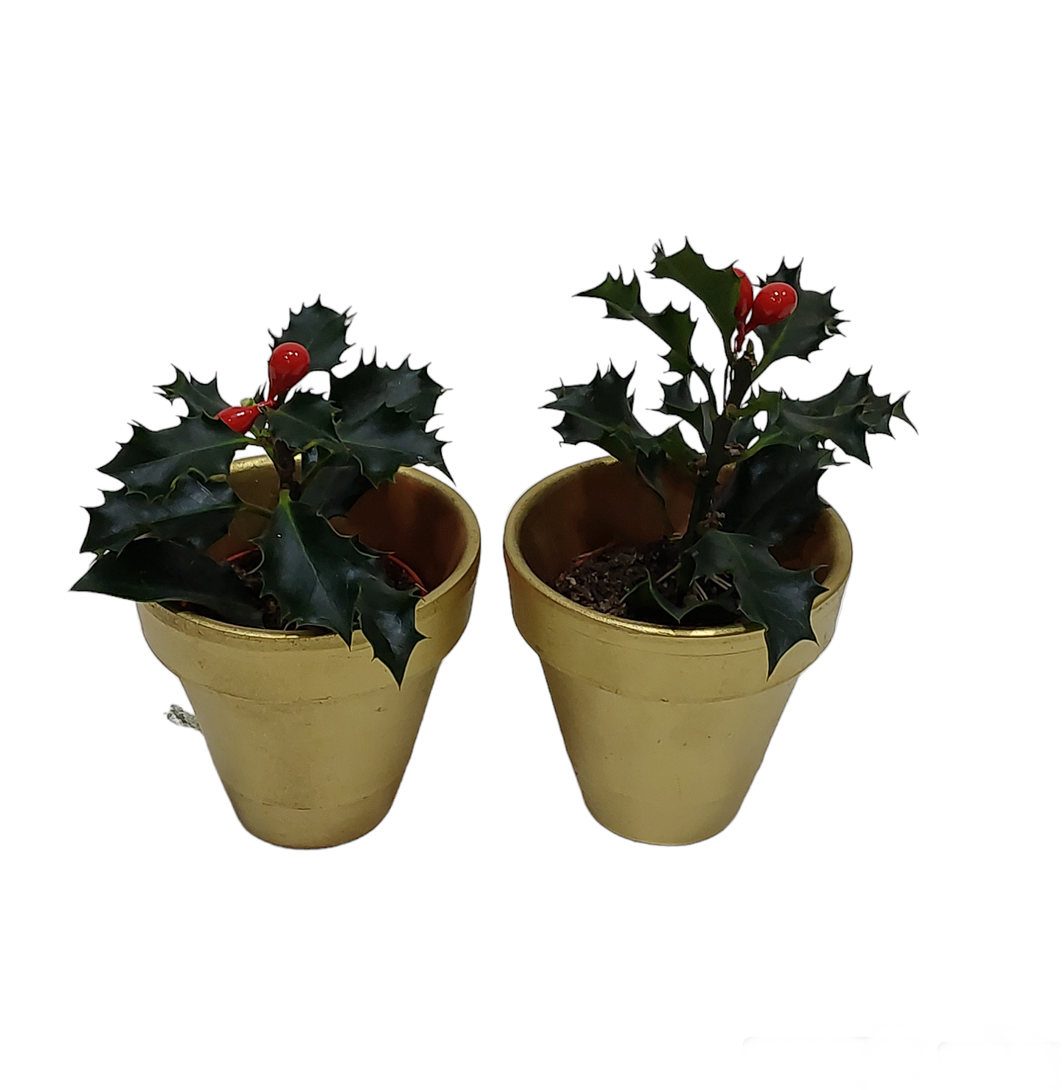 Ιλεξ μικρά σε κασπώ