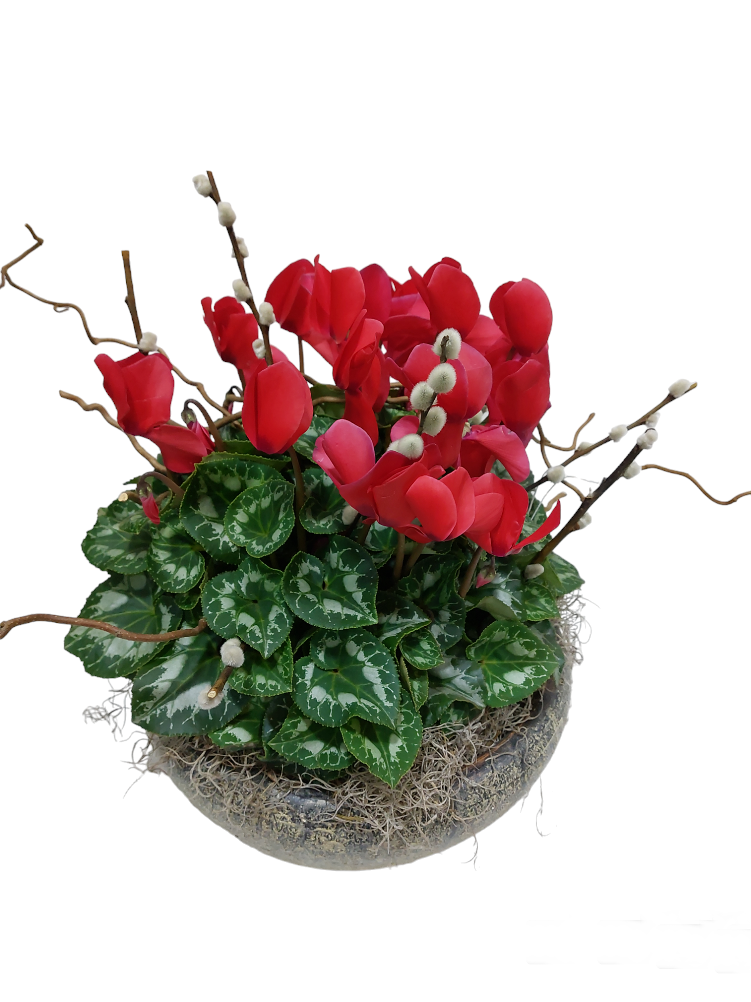 Κυκλάμινο μεγάλο σε κασπώ