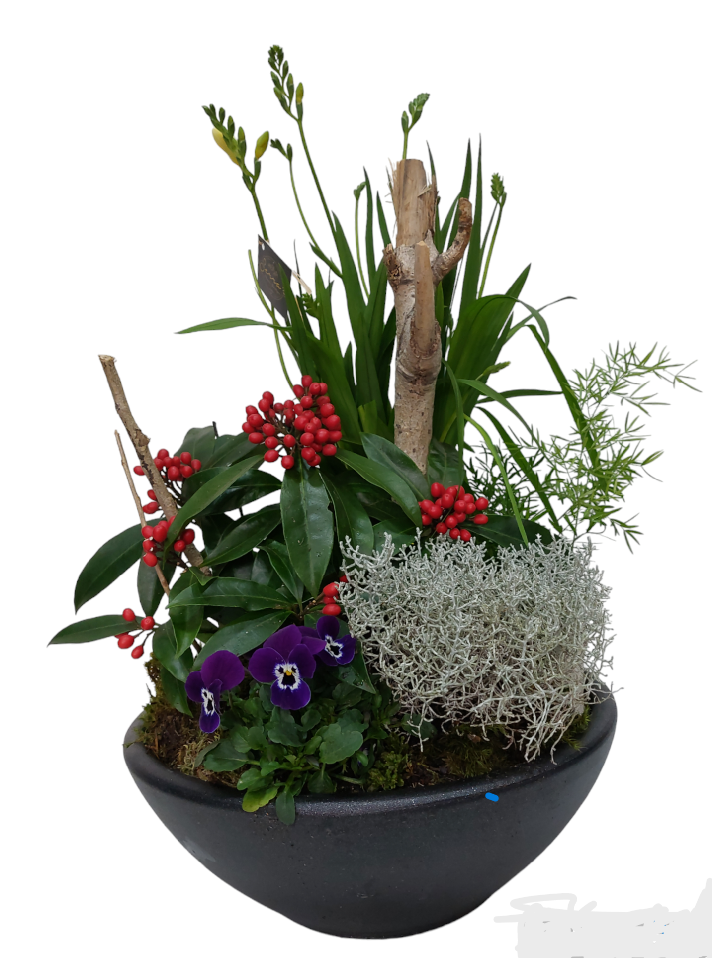 PhotoRoom-20240116_141209