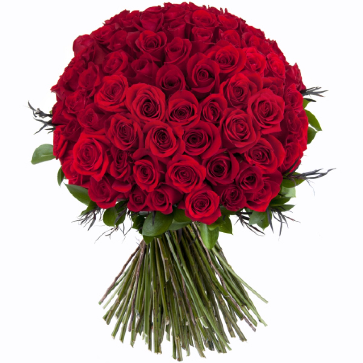 100_Red-_roses