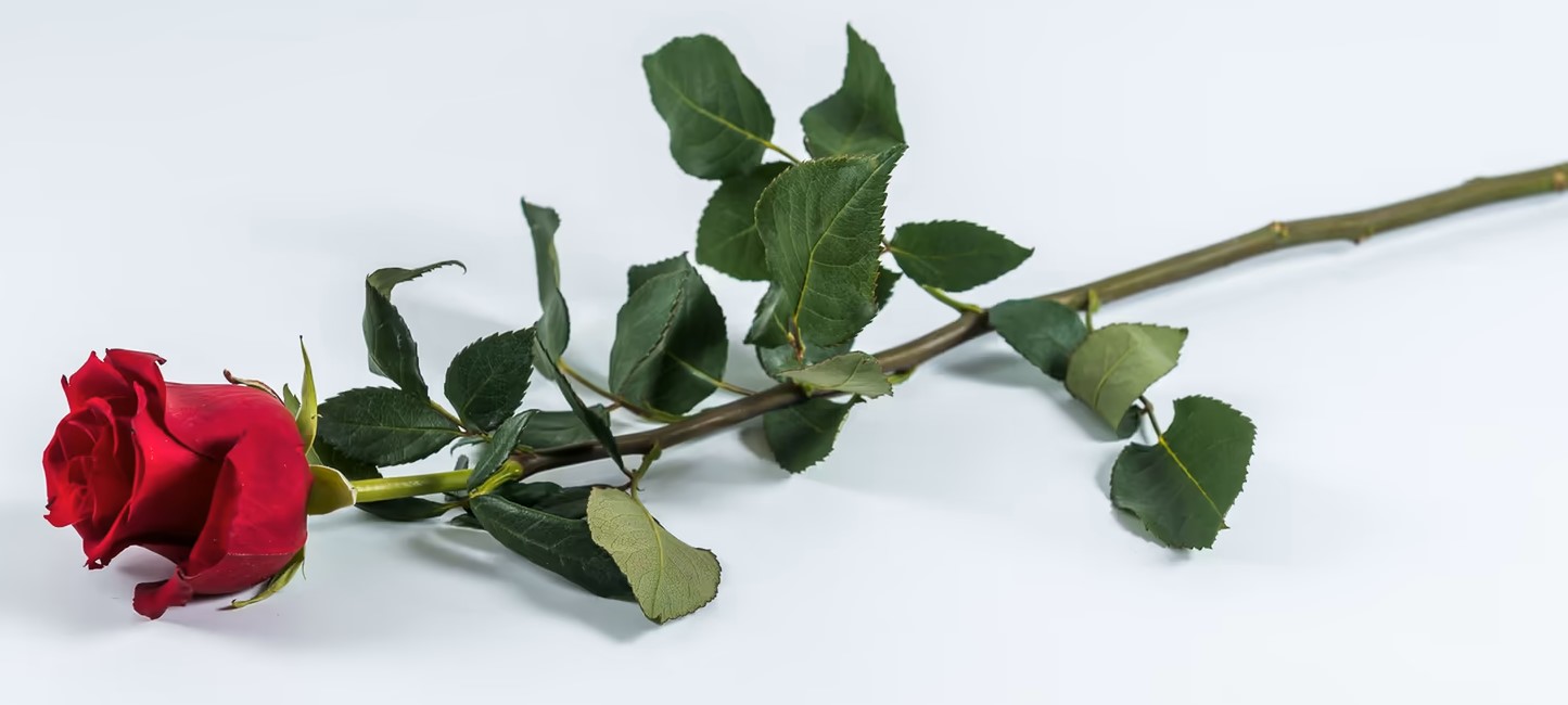 ΚΟΚΚΙΝΟ ΤΡΙ